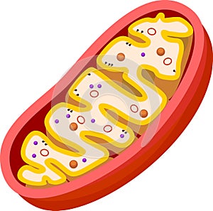 Structure of mitochondrion photo